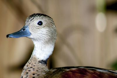 Close-up of a bird