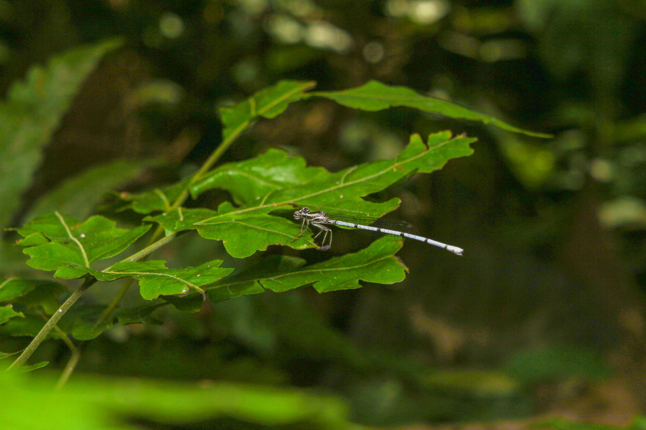 CLOSE-UP OF GRASSHOPPER ON PLANT