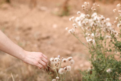 Midsection of person holding flowering plant on field