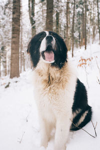Dog in forest during winter