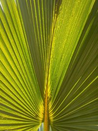 Close-up of palm tree leaves