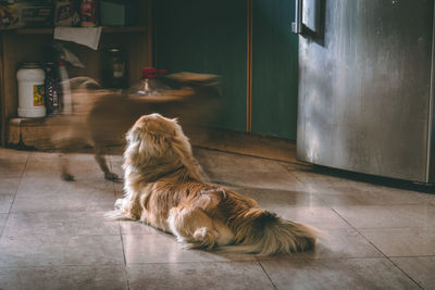 Dogs waiting for food