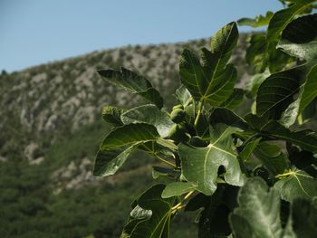 Close-up of fresh green plant against sky