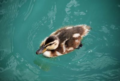 High angle view of duck swimming in lake