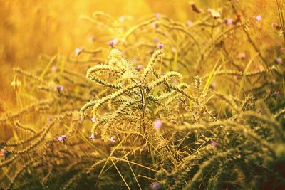 Close-up of flowering plant on field