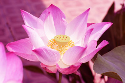 Close-up of pink water lily