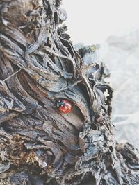 Close-up of ladybug on leaf