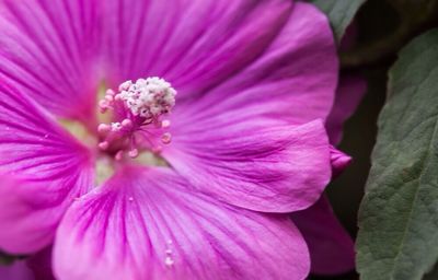 Close-up of pink flower