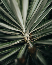 Full frame shot of palm leaves