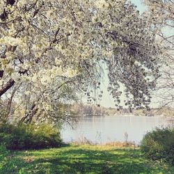 Scenic view of pond