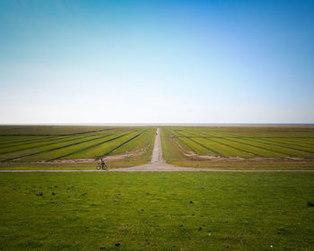 Scenic view of agricultural field against clear sky