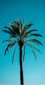 Low angle view of palm tree against clear blue sky