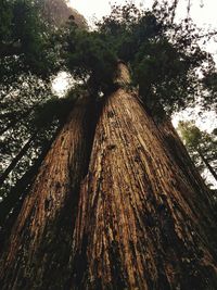 Low angle view of tree against sky