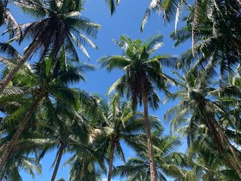 Low angle view of coconut palm trees against sky