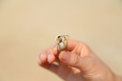 Close-up of cropped hand