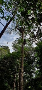 Low angle view of trees against sky