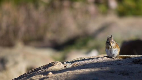 Close-up of lizard on rock