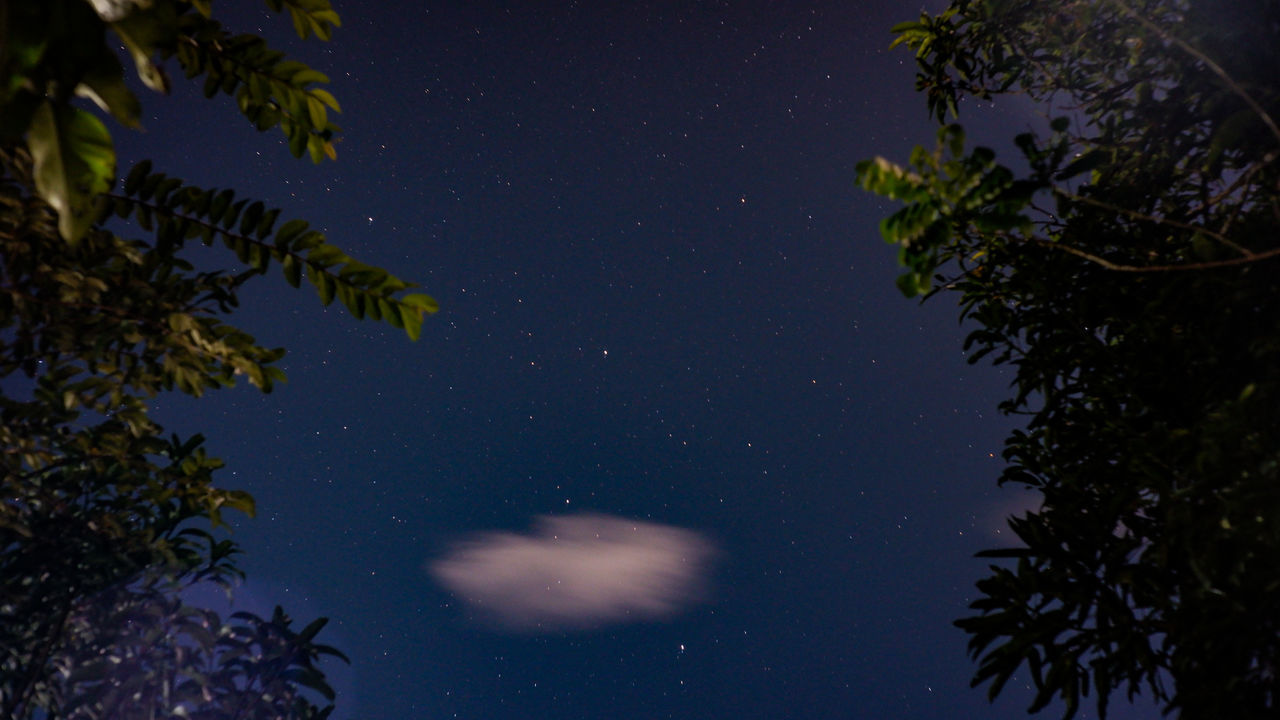 LOW ANGLE VIEW OF TREES AGAINST SKY