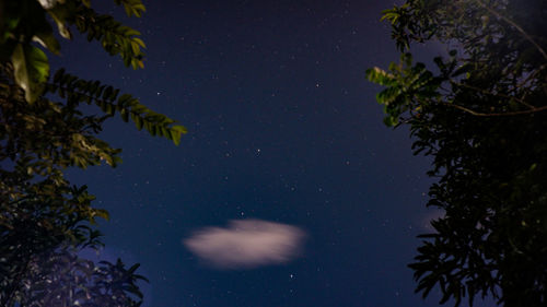 Low angle view of trees against sky at night