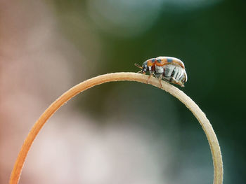 Close-up of ladybug on leaf