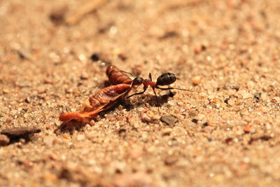 Macro shot of ant eating caterpillar