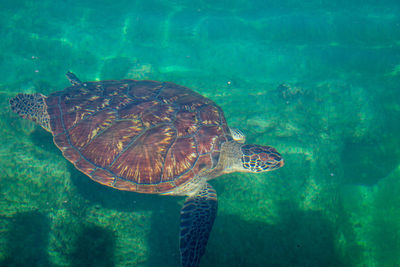 Turtle swimming in sea