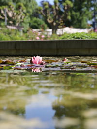 Close-up of lotus water lily in lake