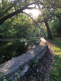 Trees in forest