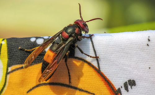 Close up of big giant sitting on a cloth. 