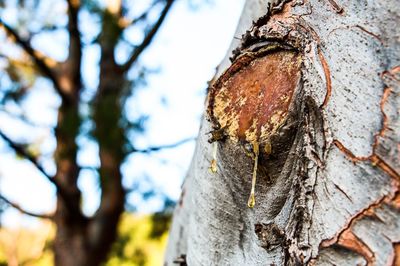 Close-up of lichen on tree trunk