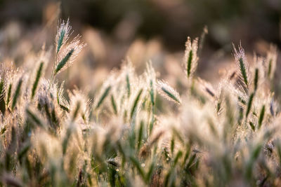 Close-up of wheat growing on field