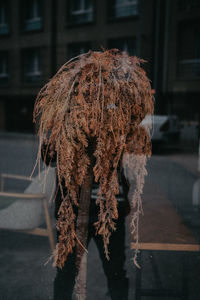 Close-up of wilted plant in city