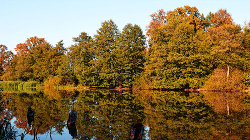 Reflection of trees on lake during autumn