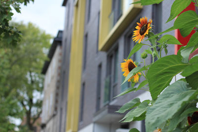 Low angle view of yellow flowers blooming on tree