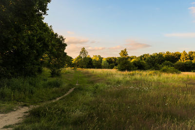 Scenic view of grassy field against sky