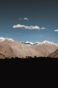 Camel rides in nubra valley, ladakh.