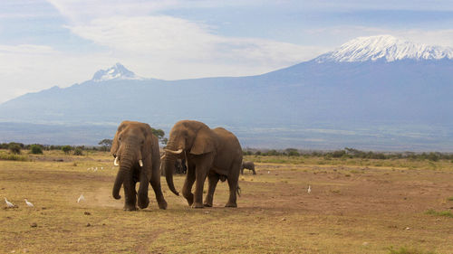 Elephants in amboseli national park with mt. kilimanjaro in the background