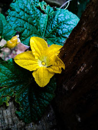 Close-up of yellow flower blooming outdoors