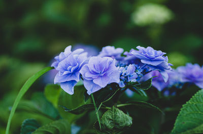 Close-up of purple flowering plant