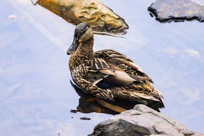 Bird perching on rock by lake