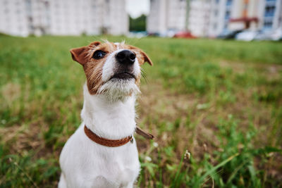 Close-up of a dog looking away