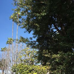 Low angle view of trees