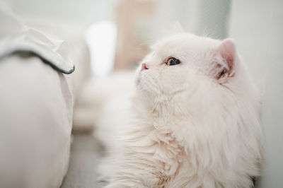Close-up of a cat