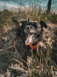 Close-up of dog on field