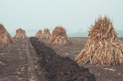 View of farm with stacked corn plants against sky