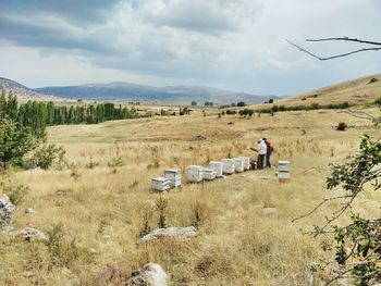 Bee boxes on countryside landscape