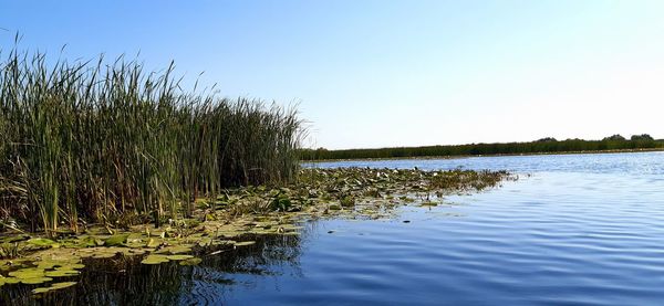 Scenic view of lake against clear sky