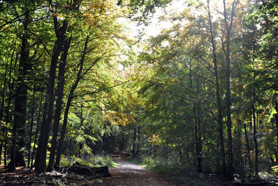 Road passing through forest