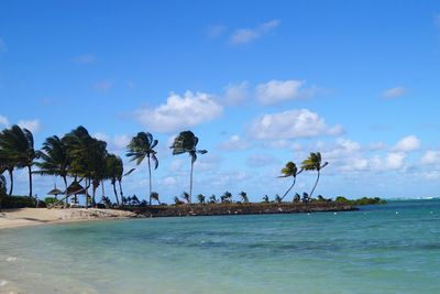 Palm trees on beach against blue sky