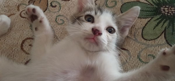 Close-up portrait of a cat